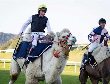 Camel Racing at a racecourse
