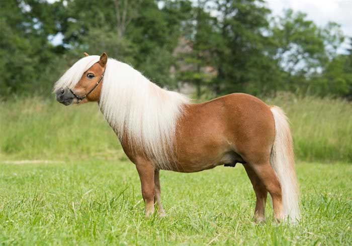 Shetland Pony in field