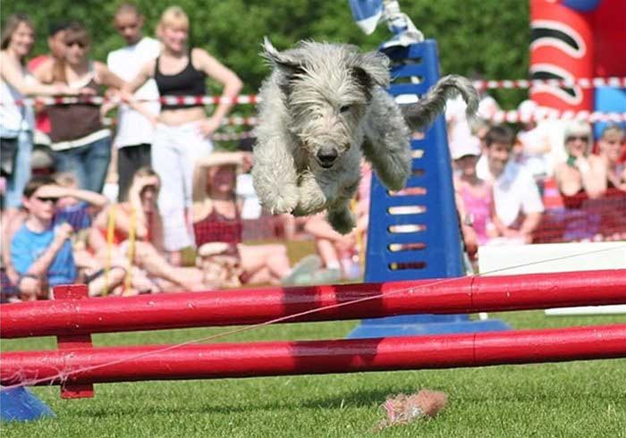 Terrier jumping pole 